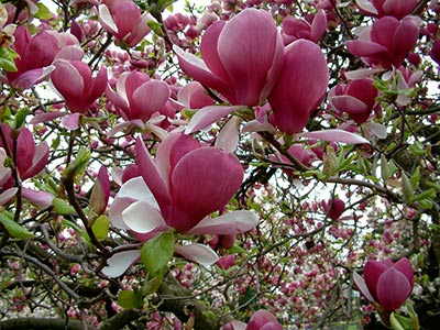 magnolie sprzedaż